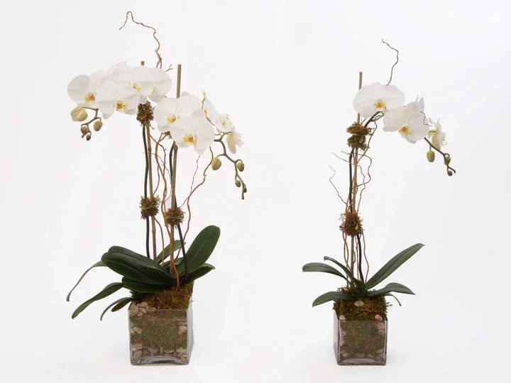 Orchids in Clear Glass