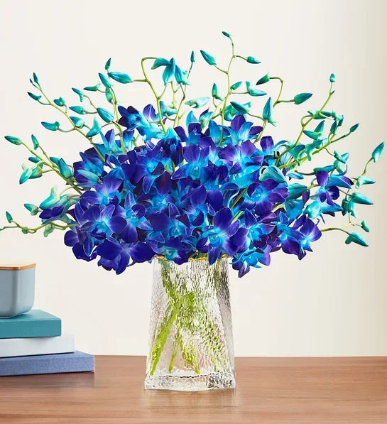 Ocean Breeze Orchids