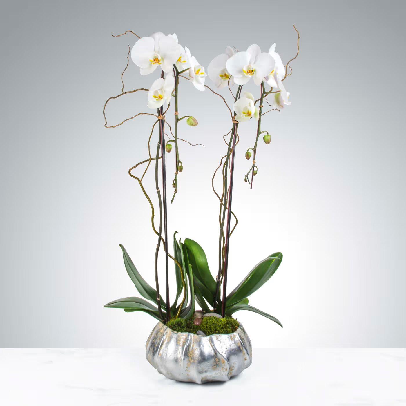 Two Stem Orchid Planter by Elite Flowers