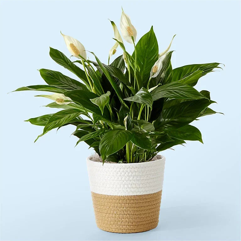 Peace Lily