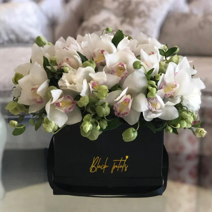 White Cymbidium Cloud