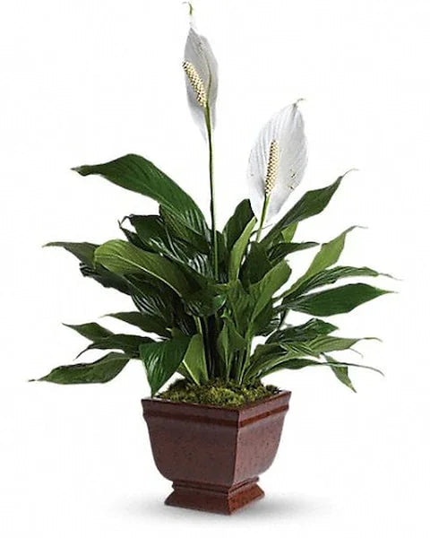 Lovely One Spathiphyllum Plant