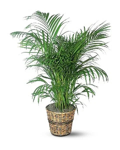 Majesty Palm (Ravenea rivularis)