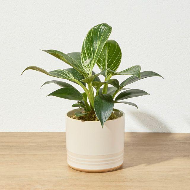 Teleflora's Seaside Roses Bouquet