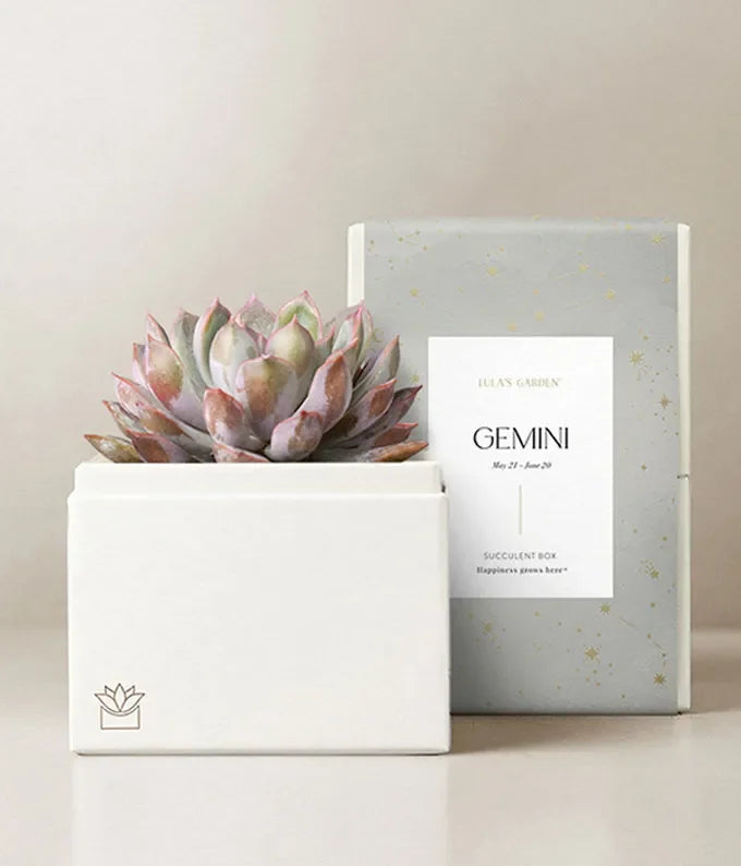 Lula's Garden  Aries Bliss Succulent Garden