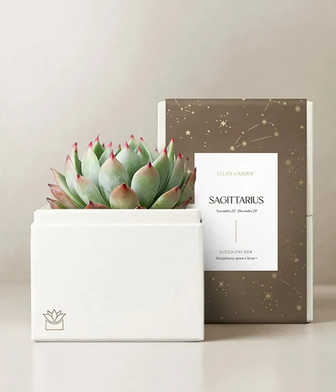 Lula's Garden  Aries Bliss Succulent Garden