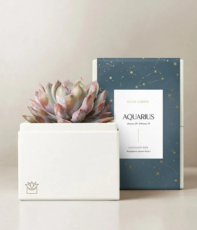 Lula's Garden  Aries Bliss Succulent Garden