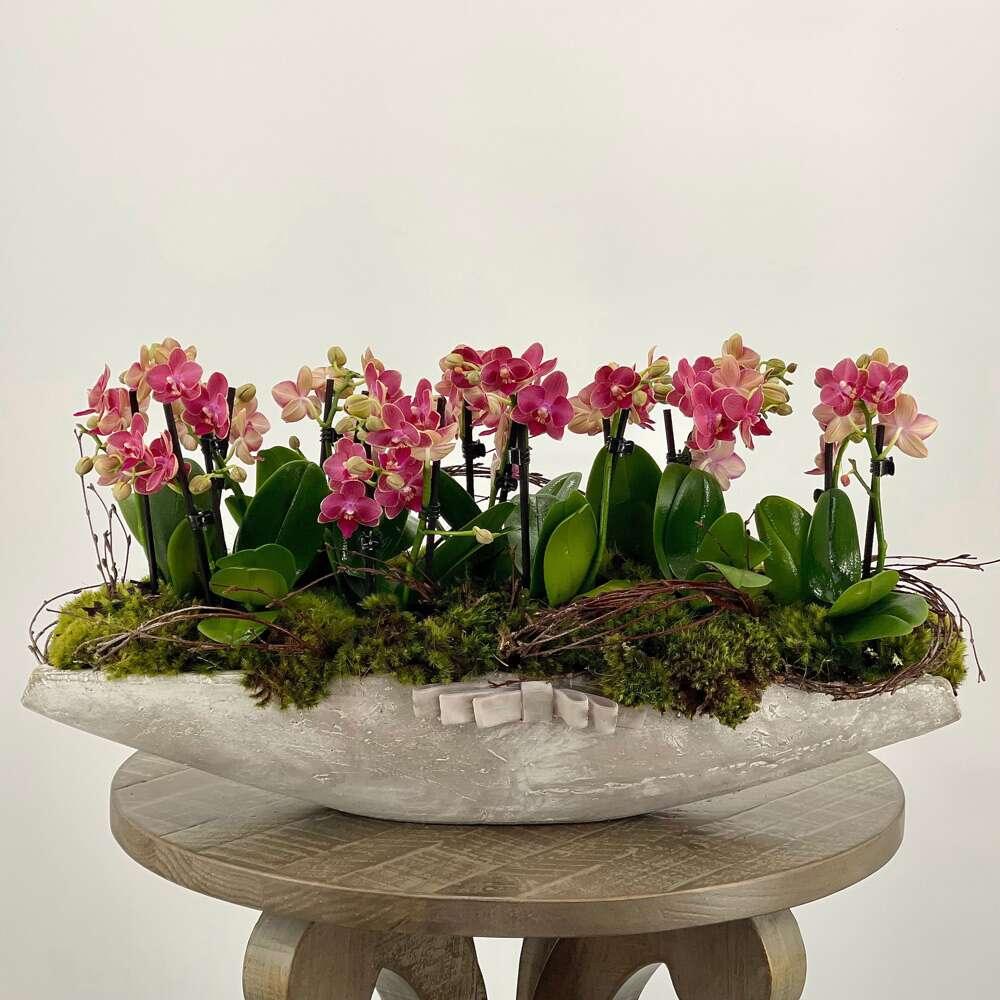 Mini Fuchsia Orchids