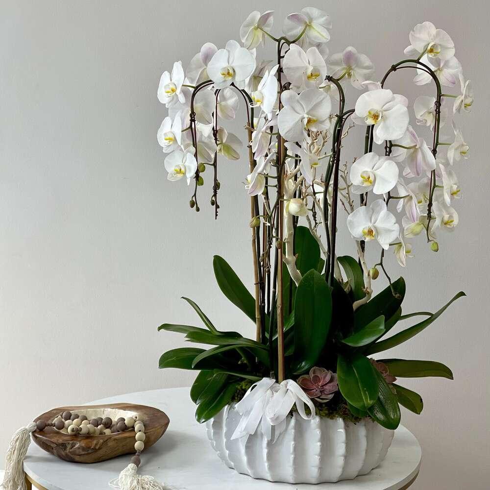 Oceanside Bliss Orchid Garden