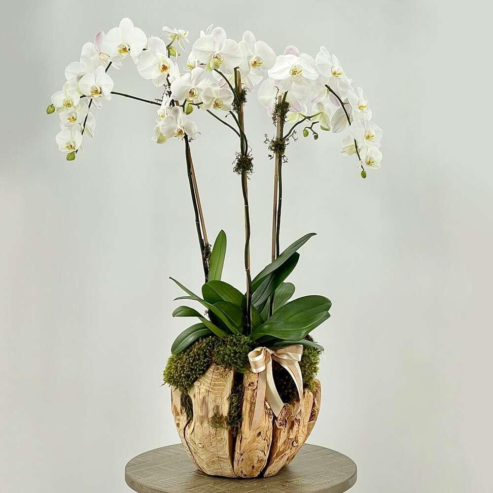 Orchids in the Desert