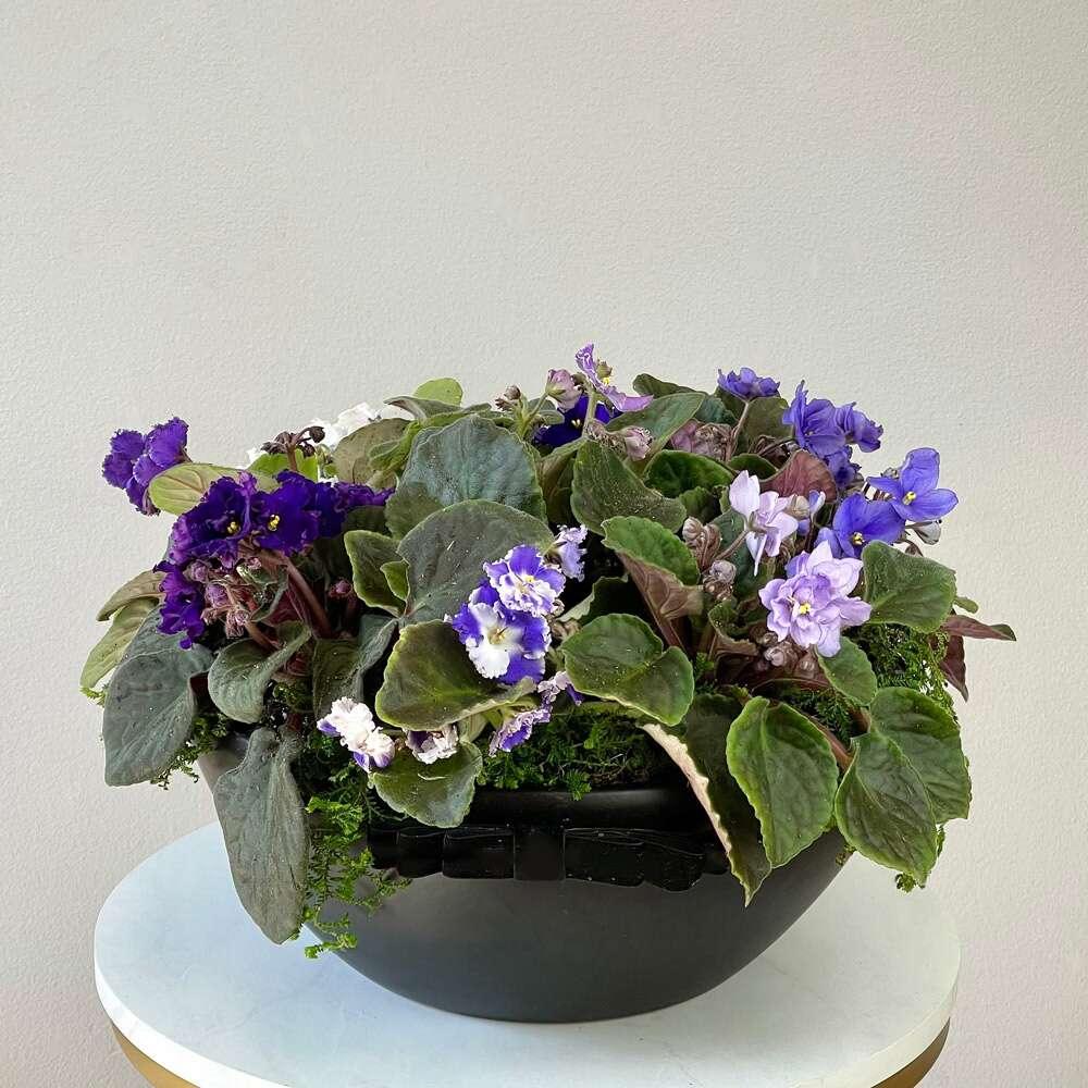 The Violet Saintpaulia