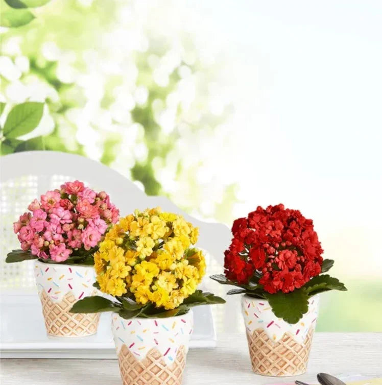 Sweet Treat Mini Plant Trio