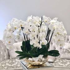 Wonderfull Avenue of Orchids flower