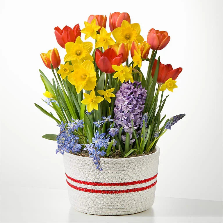 Spring has Sprung Bulb Garden