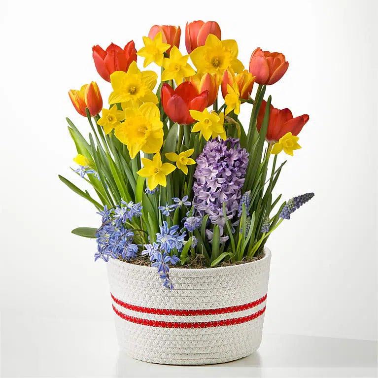 Spring has Spring Bulb Garden