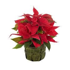 Traditional Holiday Poinsetta