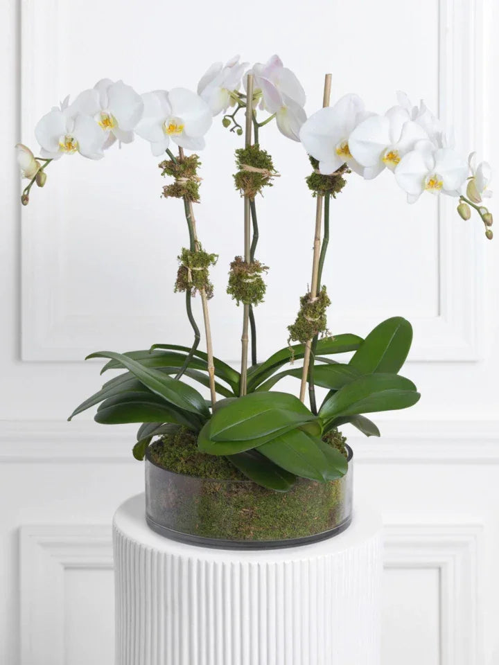 Triple White Orchid