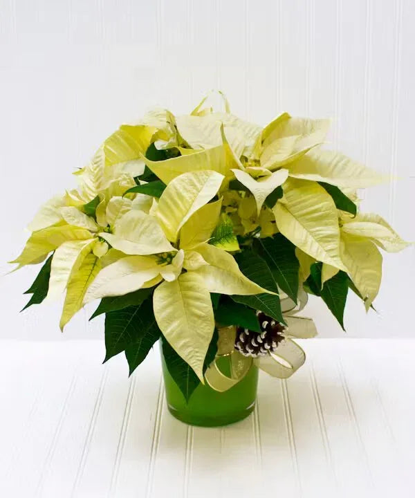 White Poinsettia Plant