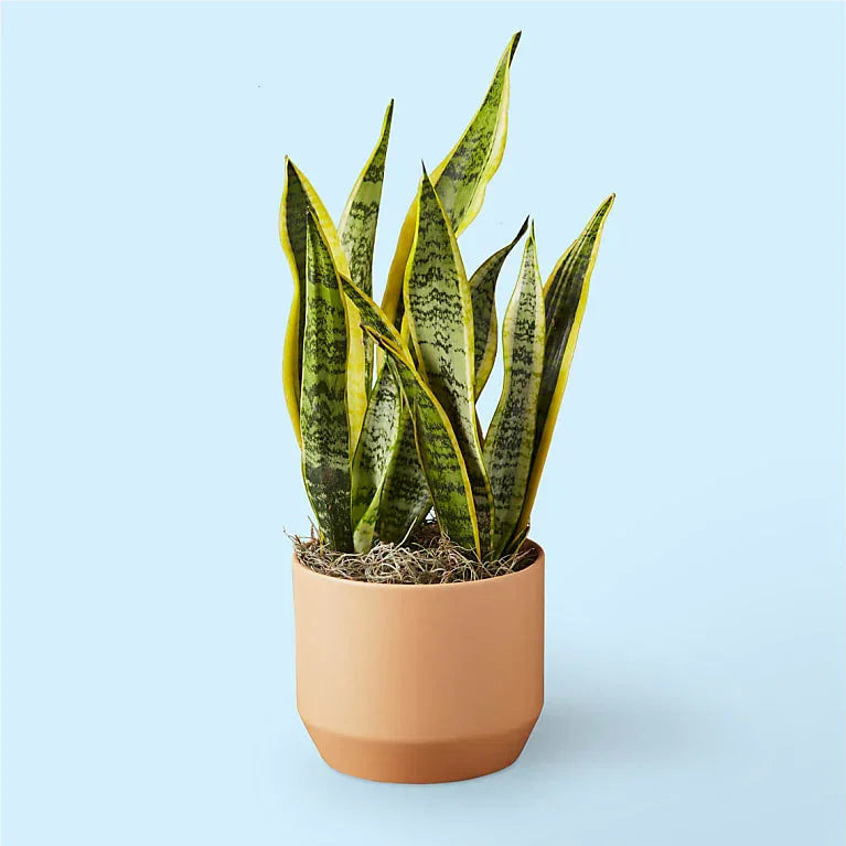 Snake Plant
